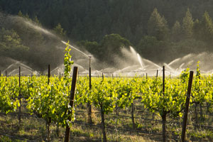 Vineyard Irrigation